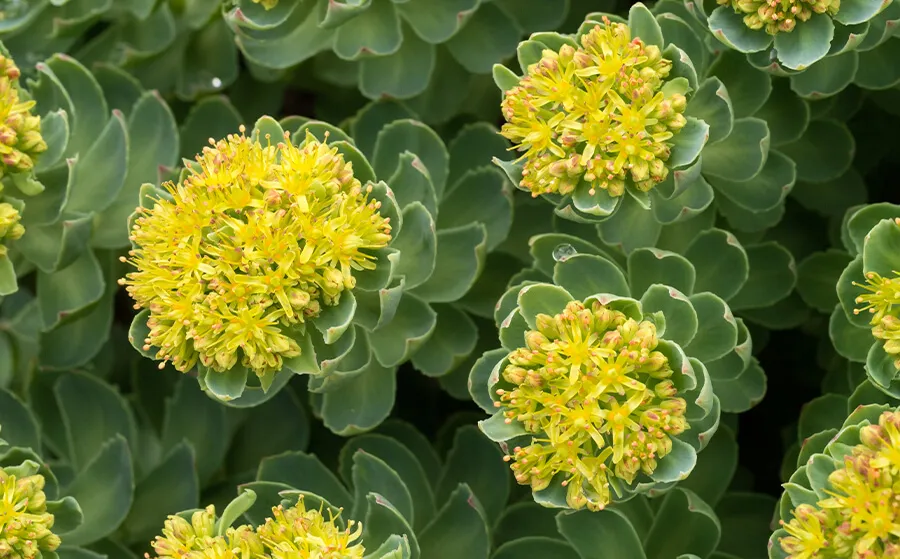 Les dangers de la Rhodiola Rosea