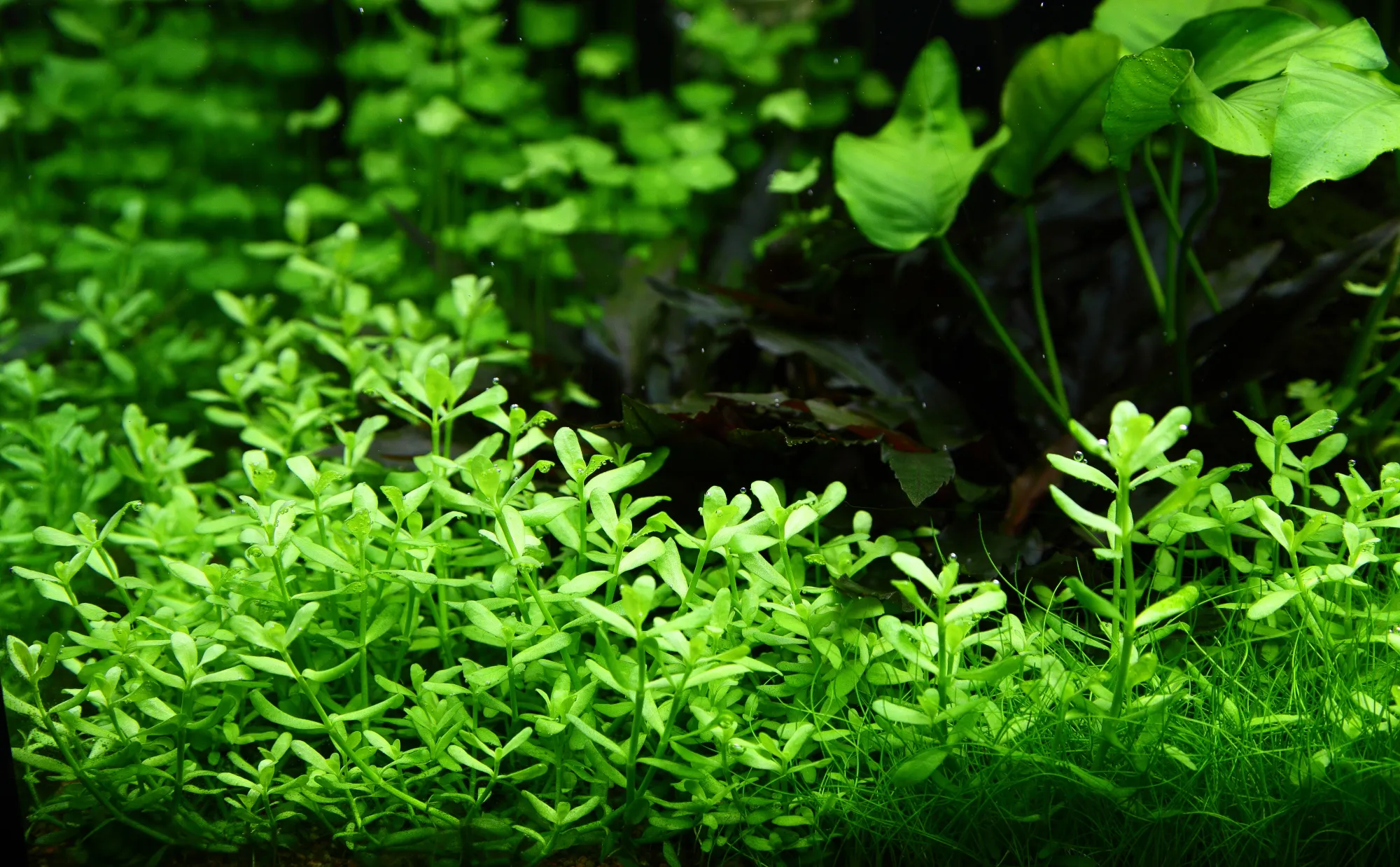 La Bacopa Monnieri et ses bienfaits