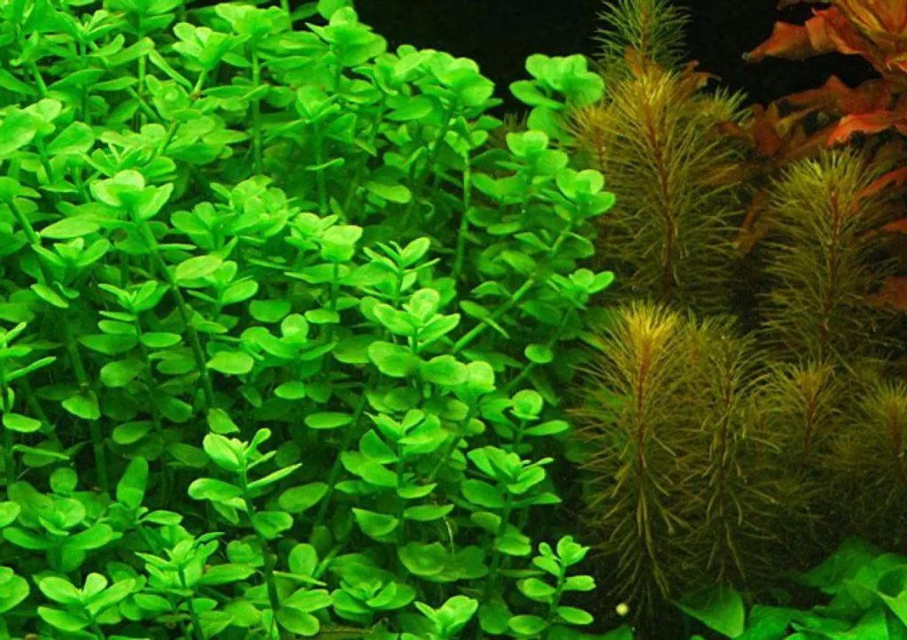 Notre avis sur la Bacopa Monnieri
