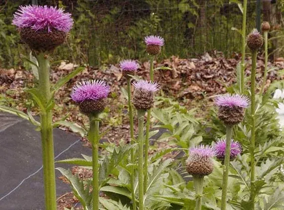Ou acheter de la turkesterone en France