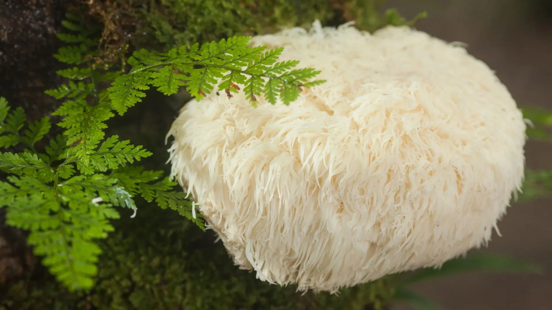 Les bienfaits du Lion's Mane