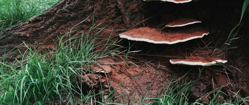 un champignon de reishi pris en photo dans la foret, on y voit ses bienfaits