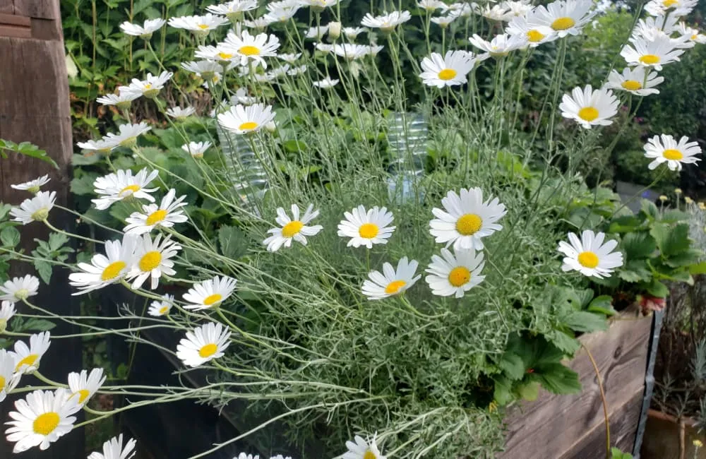Photo de la plante d'anacyclus pyrethrum pour ses bienfaits en musculation