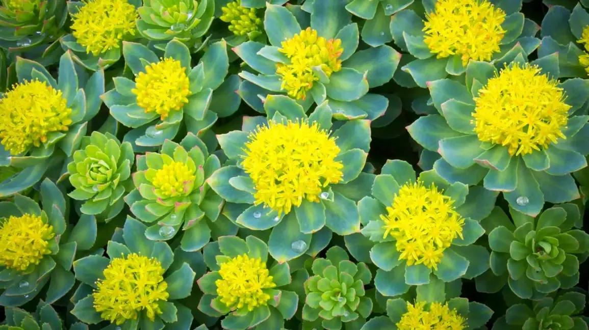 Rhodiola Rosea : ou en acheter en France