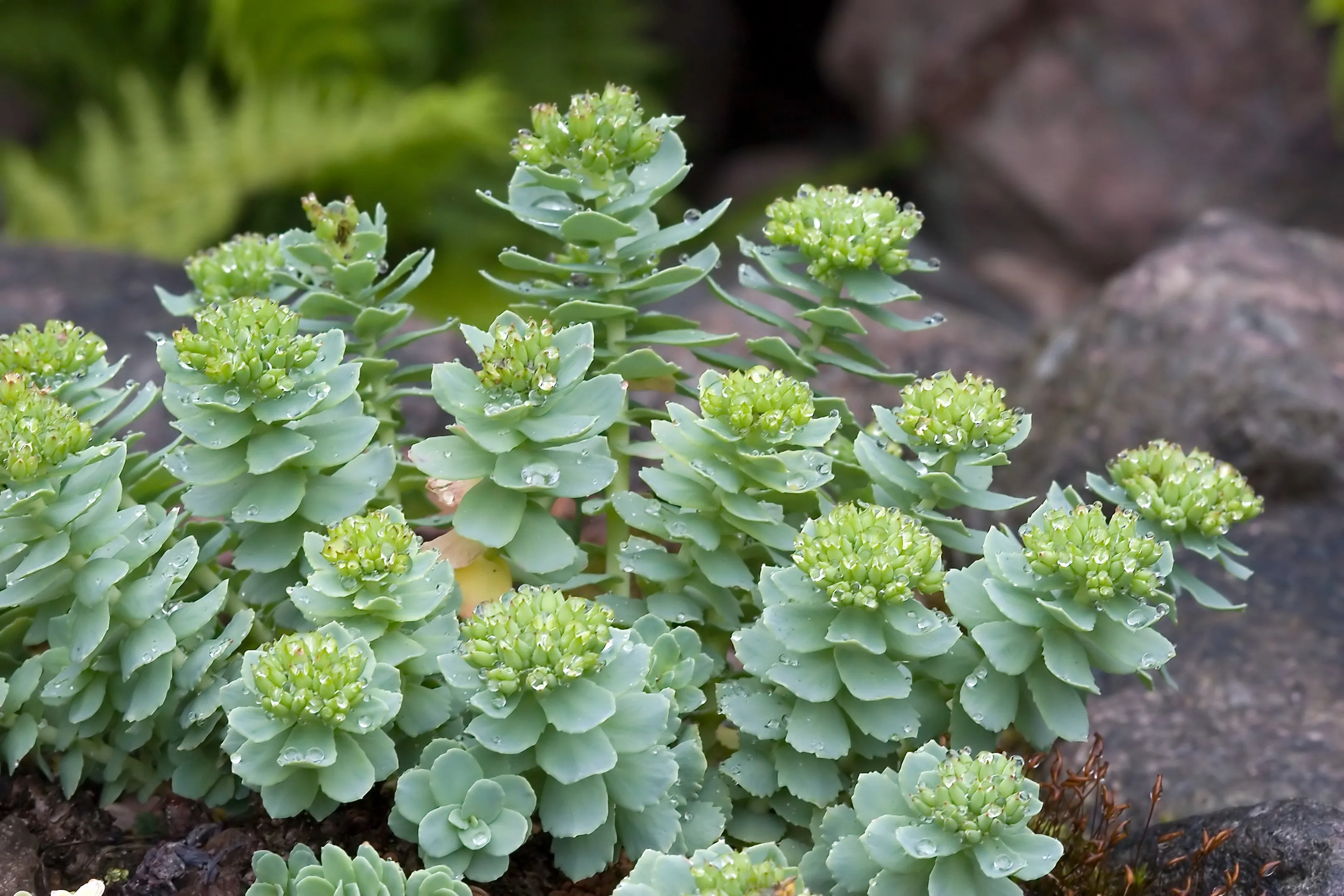 Rhodiola Rosea: les bienfaits